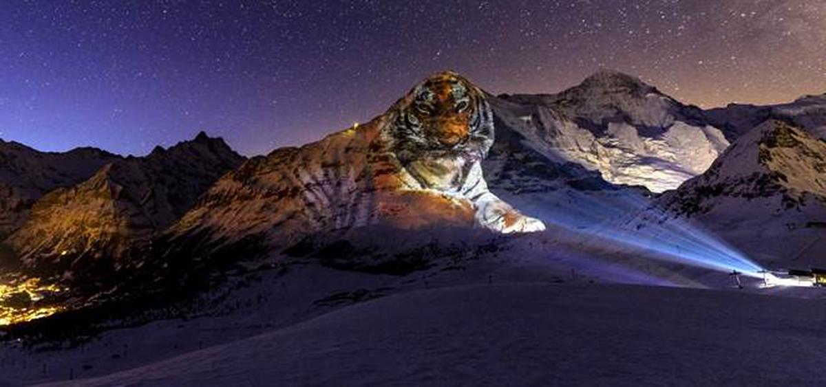 World’s biggest light artwork— a 5,200m-long tiger on the Eiger projected by Gerry Hofstetter