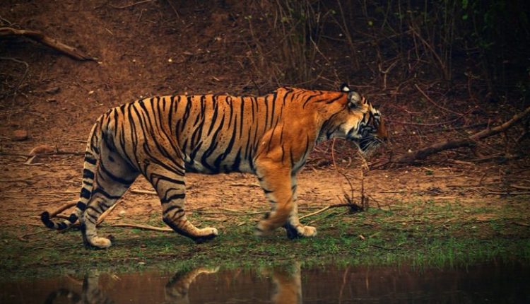 Bihar: Man-Eating Tiger, Who Mauled 9 People to Death in Bagaha, Killed Hours After Shoot at Sight Order Issued