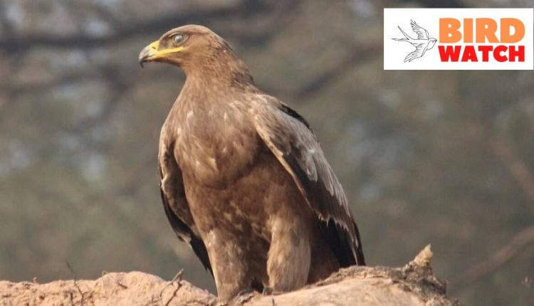 Birdwatch: A muscular bird with wingspan double its body length, Steppe Eagle can startle you
