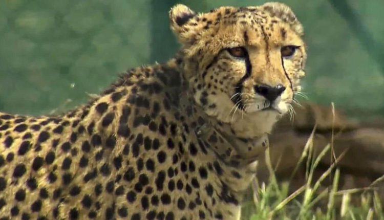 8 cheetahs released into big enclosure in 1st phase of translocation project