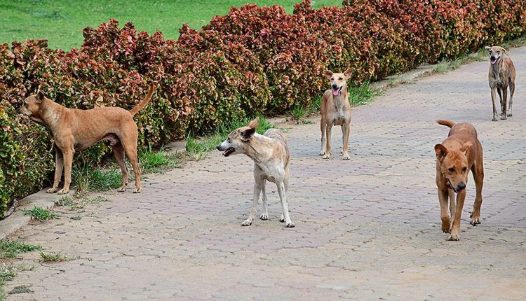 Gurugram consumer forum orders ban on 11 foreign breed dogs, asks MCG to take registered pets into custody