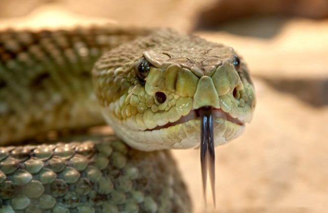 Tamil Nadu Shocker: Man Bitten by Poisonous Snake During Rituals on Astrologer's Advice, Loses Tongue in Erode