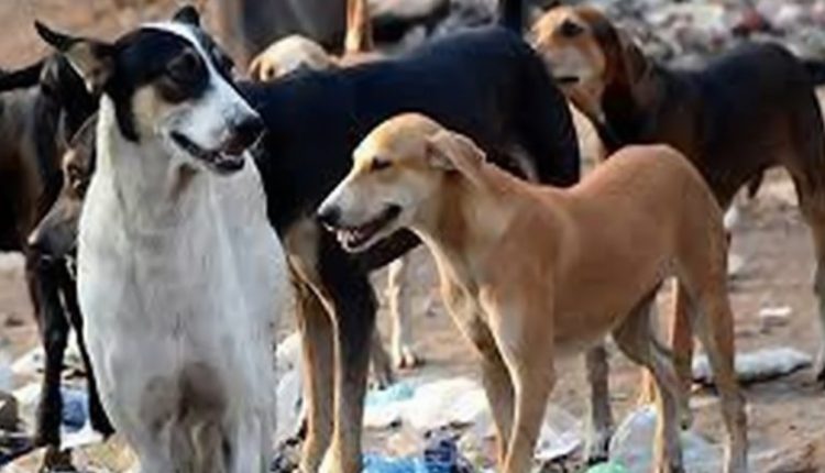 Uttar Pradesh Shocker: Stray Dogs Gouge Out Eyes From Human Body at Government Hospital in Ayodhya