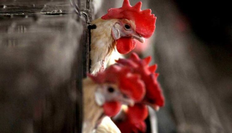 Bird Flu in Kerala: H5N1 Avian Flu Outbreak at Two Places in Kottayam