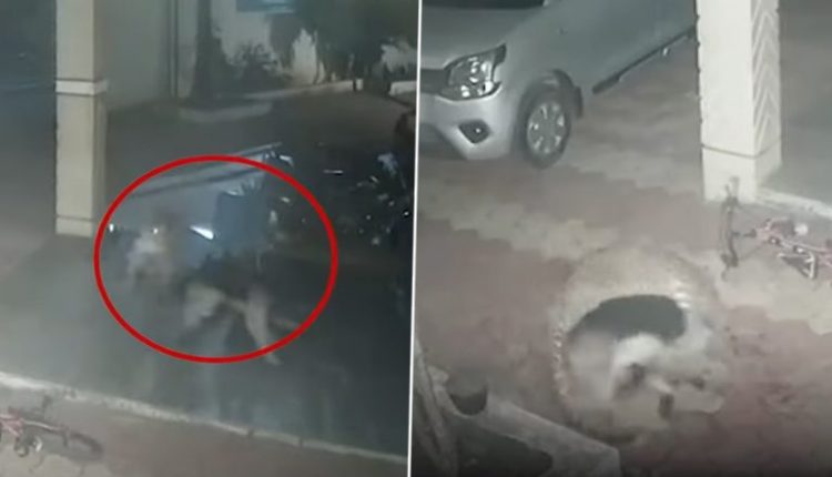 Leopard Attack in Pune: Big Cat Pounces on Sleeping German Shepherd at Residential Complex; Dog Fights Back, Chases It Away (Watch Video)