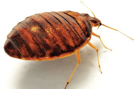 Rivian tries to squash bedbug problem at Illinois plant