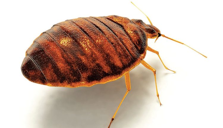 Rivian tries to squash bedbug problem at Illinois plant