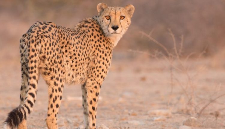 Cheetah Reintroduction Programme: Another Feather Added to India's Wildlife Conservation Efforts After Release of 12 Cheetahs, Know Interesting Facts About Big Cats Here (Watch Video)