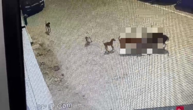 Hyderabad Horror: Small Boy Mauled To Death by Stray Dogs, Disturbing Video of Attack Surfaces