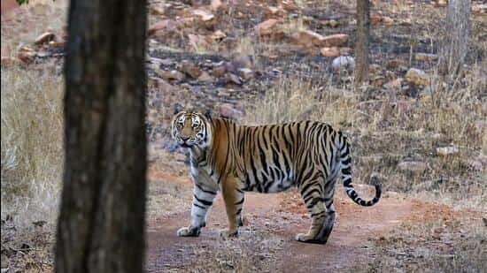 The Karnataka forest department is planning to install chain link mesh in buffer zones in Kodagu to prevent the entry of tigers (PTI)