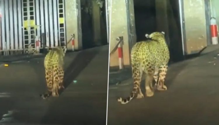 Leopard Takes 'Post-Dinner Walk' in Nainital, Video of Big Cat Casually Wandering in City Goes Viral
