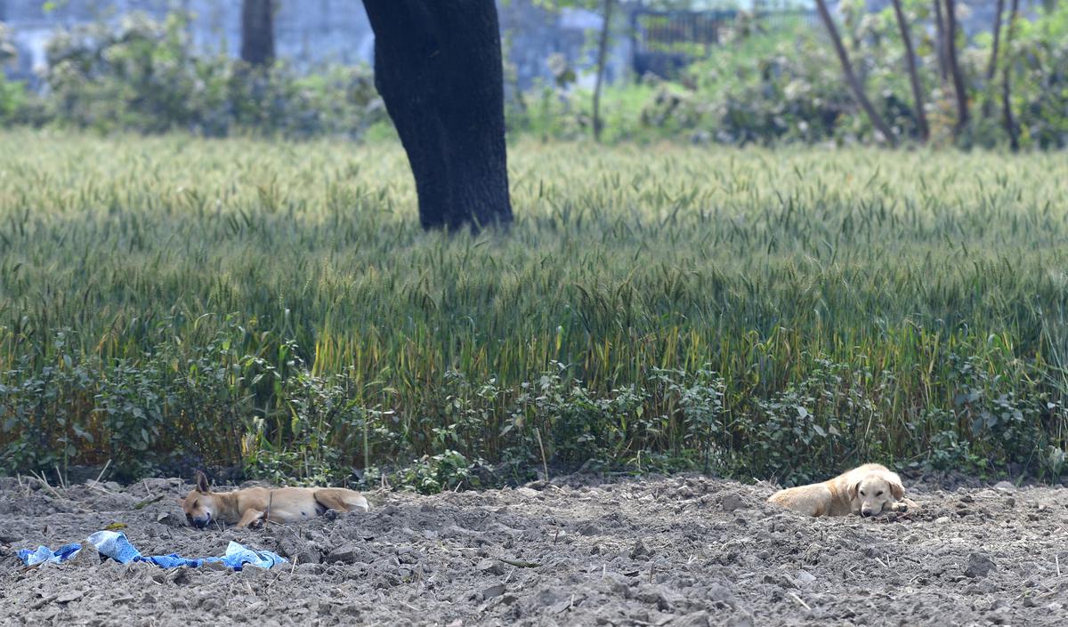 Trash trouble: Improper disposal of garbage, especially hospital waste and non-vegetarian food waste, is one of the reasons why dogs start looking for flesh and blood, says Abhijit M. Pawde, principal scientist at the Indian Veterinary Research Institute, Bareilly. R.V. MOORTHY