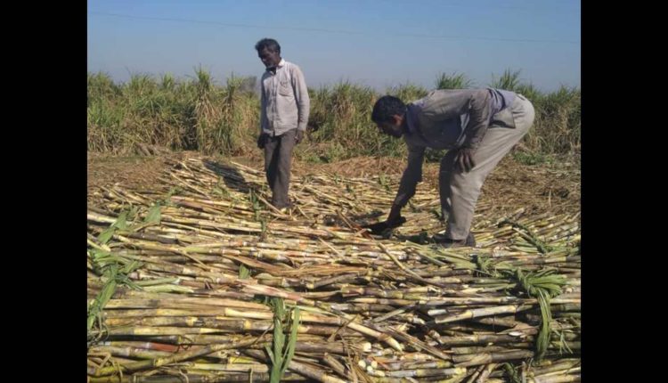 Bihar forms policy to promote jaggery industries