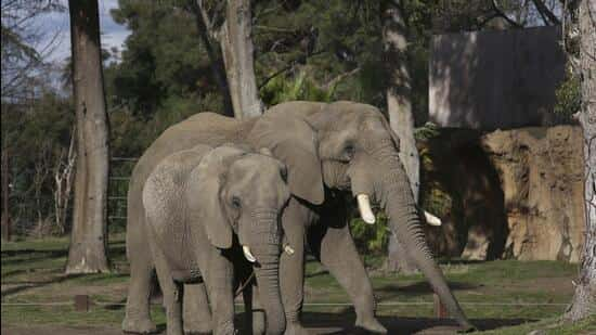 A forest watcher working in the anti-poaching camp of the Bandipur tiger reserve was killed by a wild elephant. (AP)