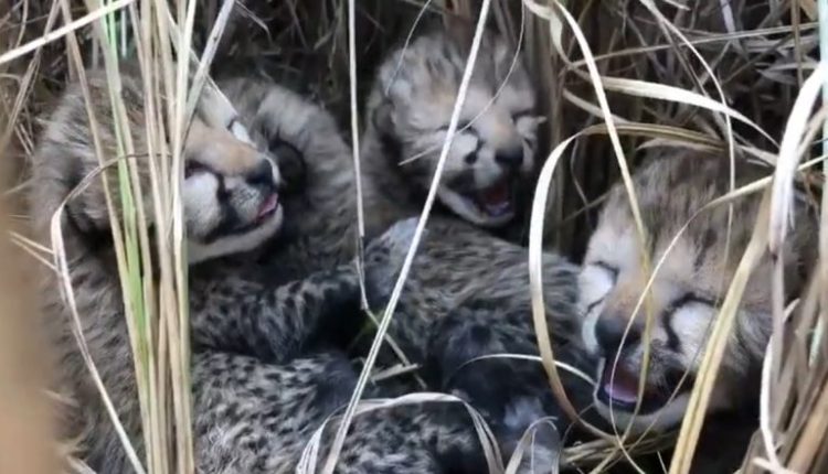 Good News for Indian Wildlife: Namibian Cheetah Translocated to Kuno National Park in Madhya Pradesh Gives Birth to Four Cubs (Watch Video)