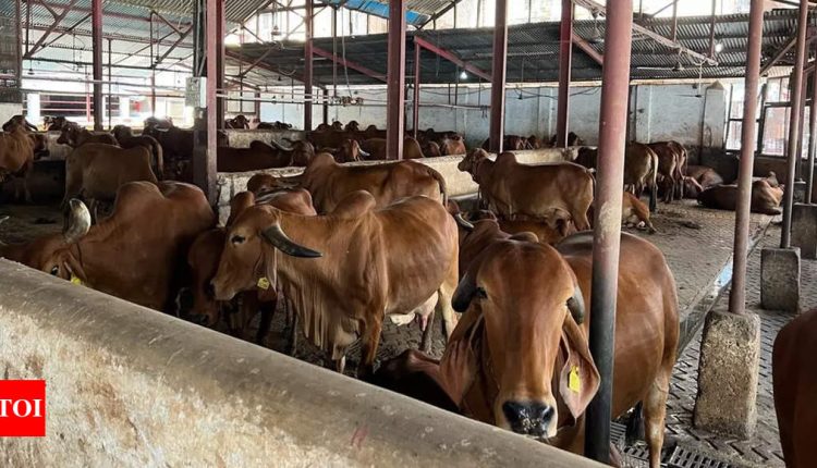 How millions of Indian cattle end up in Bangladesh | India News