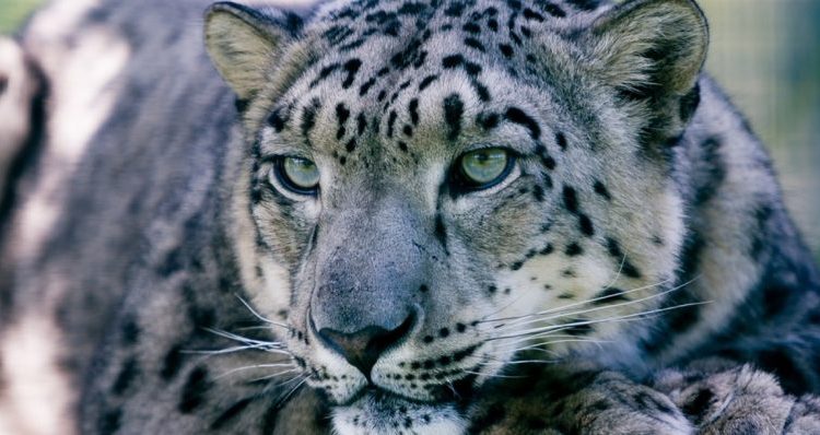 Leopard Attacks, Drags Away Pet Dog in Maharashtra Village, Terrifying Video Goes Viral