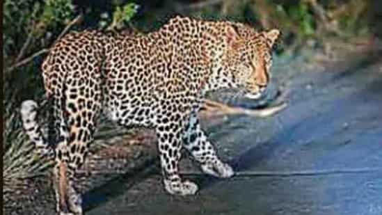 Leopard attacks 15-year-old boy in Karnataka's Mandya district