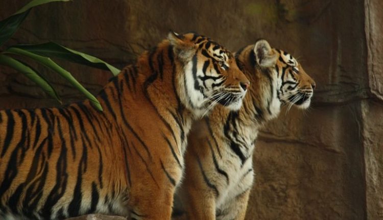 Madhya Pradesh: Tiger, Tigress Released Into Enclosures in Madhav National Park To Revive Big Cat Population (Watch Video)