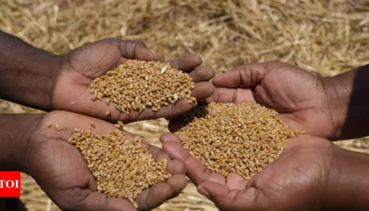Major procurement of wheat to start from March 25 with MP | India News