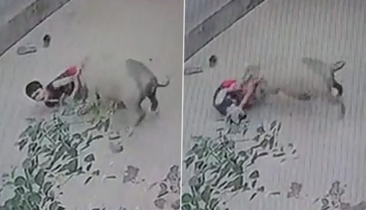 Pig Attack in Maharashtra: Wild Swine Attacks Child Playing on Road in Gondia (Watch Video)