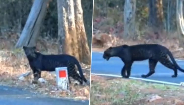 That’s Bagheera! Black Leopard Spotted Carefully Crossing Mul-Chandrapur Road (Watch Video)