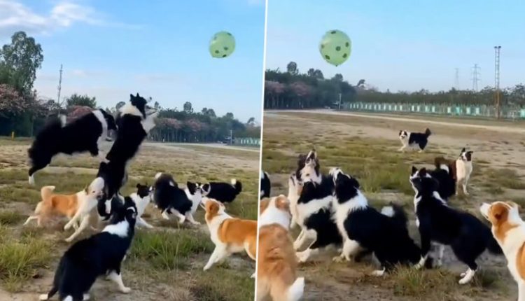'Why Should Humans Have All the Fun': Nagaland Minister Temjen Imna Along Shares Adorable Video of Dogs Playing Catch With a Balloon