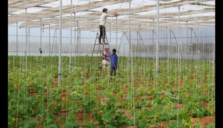 Bihar plans incentives to boost organic farming in big way