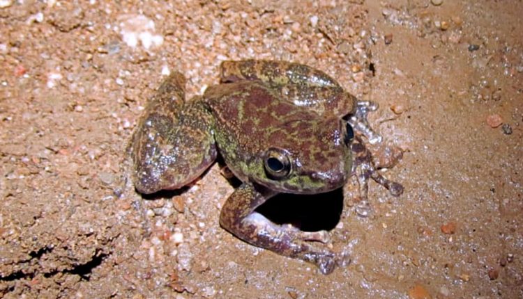 Researchers found new frog species in Meghalaya's Siju cave