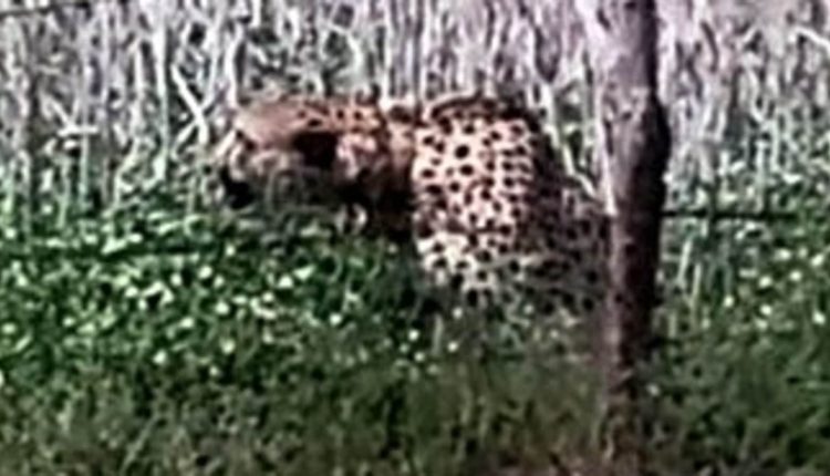 Cheetah sneaks out of Kuno National Park for second time this month