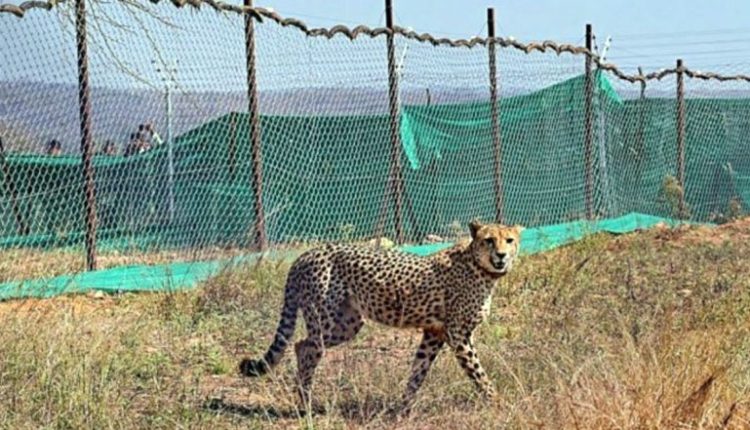 Cheetah Asha Moves Out of Kuno National Park Days After 'Boyfriend' Oban Left Sanctuary; Forest Officials Struggle To Bring Back Couple in Protected Zone