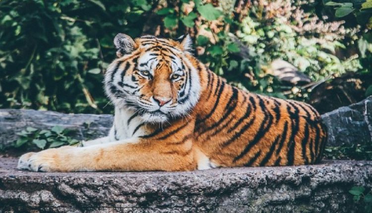 PM Narendra Modi To Launch International Big Cats Alliance in Bandipur National Park Tomorrow to Mark 50 Years of Project Tiger