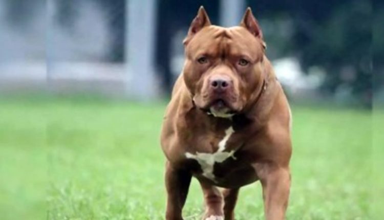 Pitbull Bites Man’s Private Part in Haryana's Karnal, Angry Villagers Beat Dog To Death