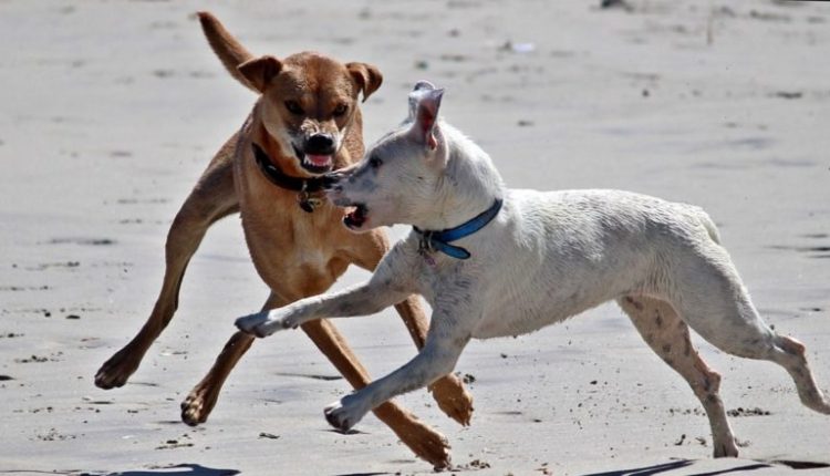 Stray Dog Attack in Delhi: 14-Year-Old Boy Gets Attacked by 8–10 Dogs in Southwest Delhi's Rangpuri Area, Sustains Injuries