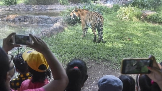 Tourists have been banned from taking the tiger safari ride at the Bandipur tiger reserve from April 6 to 9. (Representational Image/PTI)