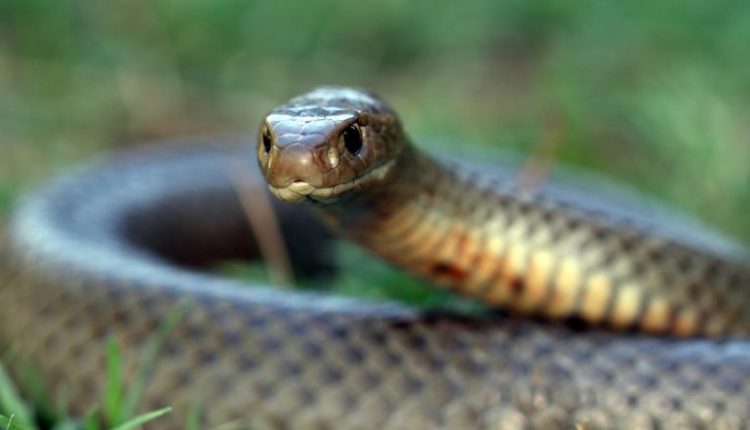 Uttar Pradesh: Man Rushes to Hospital, Claims Snake Bit His Private Part and Entered His Body While Defecating in Hardoi; Here’s What Doctors Said