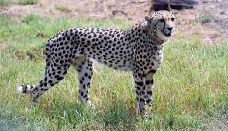 MP: Mistaking them for dacoits, villagers attack cheetah tracking team