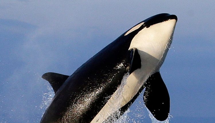 Revealed! Why are killer whales attacking sailing boats?