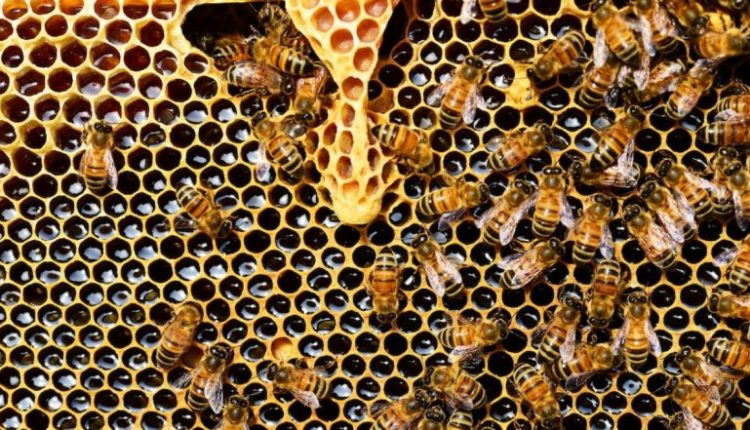 Bee Attack in Madhya Pradesh: Scared of Swarm of Bees, Man Jumps From Third Floor of Hospital in Khandwa, Dies Hours After Becoming Father