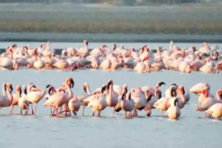 Flyway: India gears up for a leadership role in Central Asian Flyway for conserving migratory birds and their habitats | India News