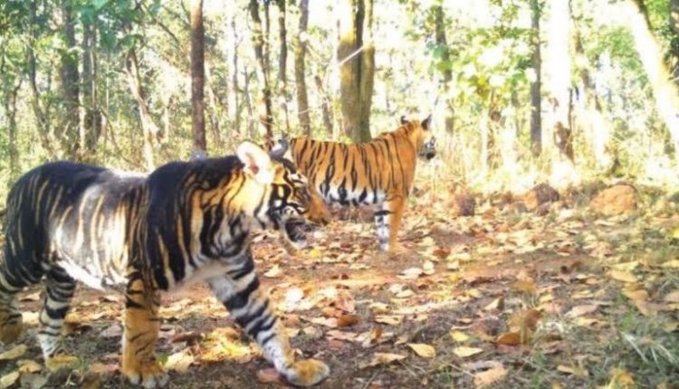 Odisha: Royal Bengal Tiger of Rare Melanistic Found Dead in Similipal Tiger Reserve