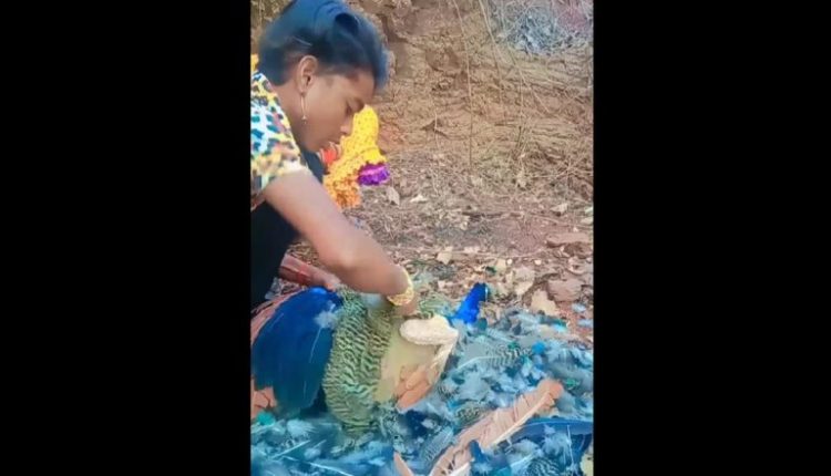 Peacock Tortured in Madhya Pradesh Video: Man Seen Brutally Plucking Feathers of Peacock in Katni, Disturbing Clip Goes Viral
