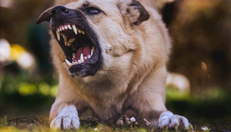 Punjab Shocker: Angry Over Howling, Miscreants Poison 20 Dogs to Death in Khanna Town