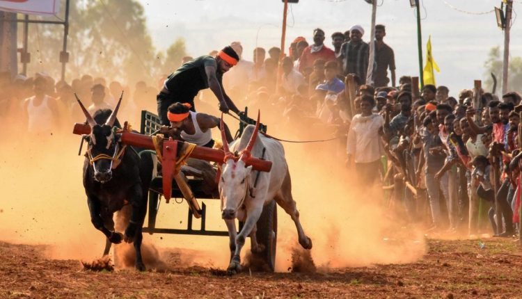 Supreme Court verdict on bullock-cart races | Maharashtra Ministers call it victory of farmers, promise all assistance for such events