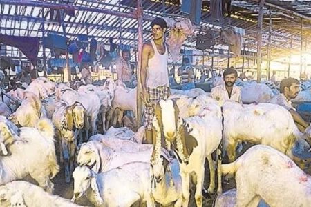 Bengaluru civic body bans animal sacrifice in public places on Bakrid: Report | Bengaluru