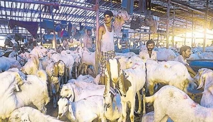 Bengaluru civic body bans animal sacrifice in public places on Bakrid: Report | Bengaluru