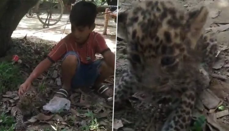 Leopard Cub Found in Park in UP's Meerut, Tied With String By Children; Reunited with Mother by Forest Department (Watch Video)