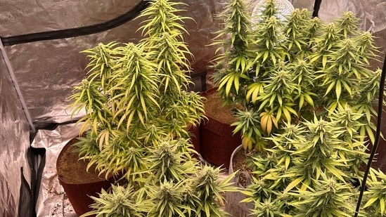 Three including a medico arrested in Karnataka for growing cannabis at home.