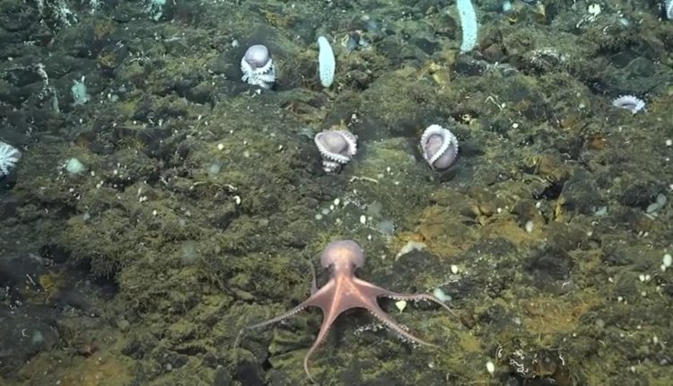 Third active Octopus nursery found beneath waves of Costa Rica. Watch