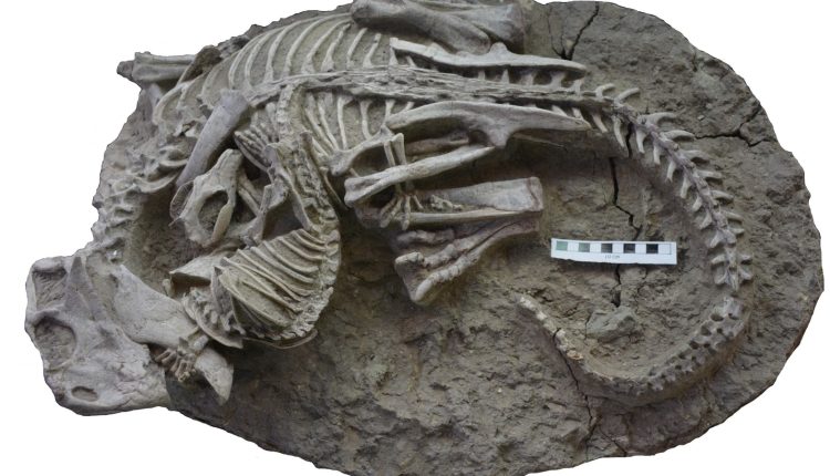 Small mammals may have hunted dinosaurs for food, a new study says